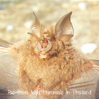 Rhinolophus yunanensis